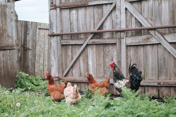 Roosters en een kip op de binnenplaats van een dorpshuis - Foto, afbeelding