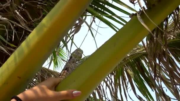 Een vrouwenhand houdt zachtjes een tak van een palmboom vast. De schaduw van de bladeren valt op de hand en stengels. Groene bladeren drogen gedeeltelijk uit. Achtergrond van grijze lucht en porie. Mijn nagels zijn geschilderd.. - Video