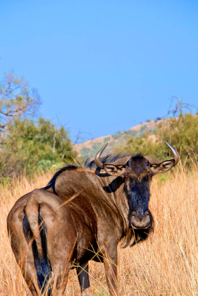 Blue Wildebeest, Connochaetes taurinus, Wildlife Reseve, South Africa, Africa - Foto, Bild