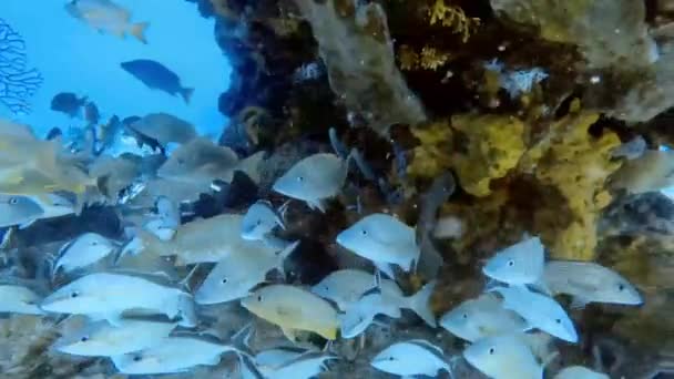 4k video of a school of Grunts in the Caribbean Sea, Mexico - Filmmaterial, Video