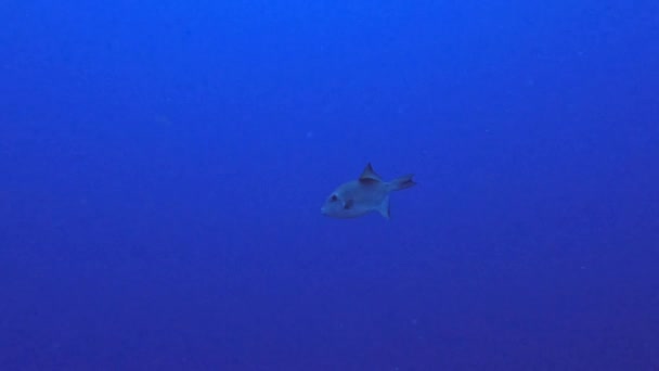 4k video of an Ocean Triggerfish (Canthidermis sufflamen) in Cozumel, Mexico - Materiał filmowy, wideo