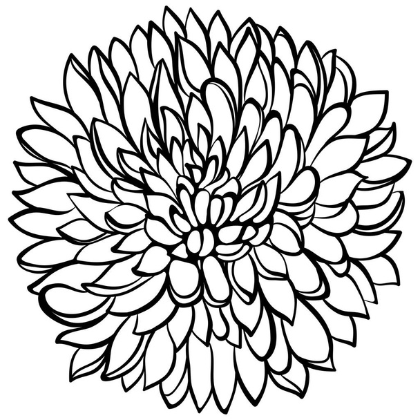 Chrysanthemum flower close up isolated on white. Vector illustration in sketch line art style. Hand drawn botanical drawings. Design for coloring book, greeting card, print, invitation. - Διάνυσμα, εικόνα
