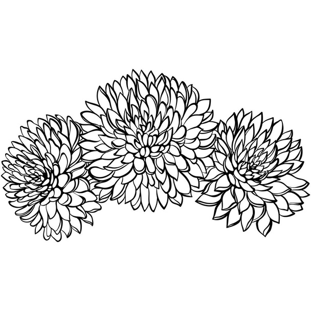 Three chrysanthemum flowers close up isolated on white. Vector illustration in sketch line art style. Hand drawn botanical drawings. Design for coloring book, greeting card, print, invitation. - Vektori, kuva