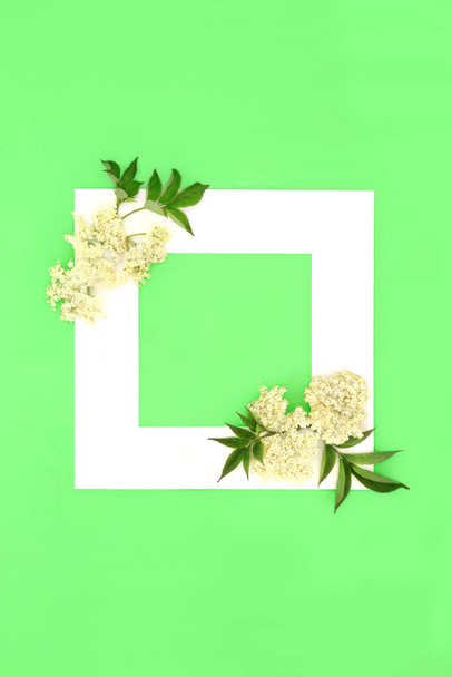 Elder flower herbal medicine background  border. Nature edible wildflower plant medicine concept, minimal creative abstract frame on green with copy space - Foto, afbeelding