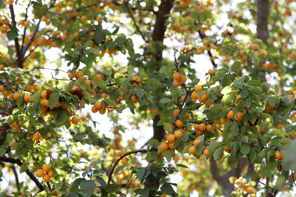 ripe yellow plums on the branches of the tree - Fotografie, Obrázek