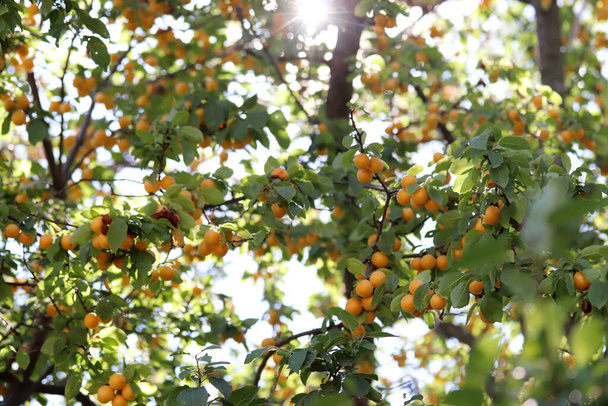 ripe yellow plums on the branches of the tree - Foto, Imagen