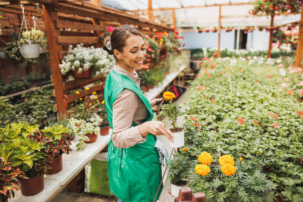 Усміхнена жінка в зеленому фартусі перевіряє і влаштовує квіткові горщики в теплиці
. - Фото, зображення