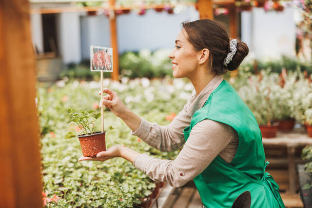 Молода усміхнена жінка працівник садівництва в квітковому центрі, перевірка квітів
. - Фото, зображення