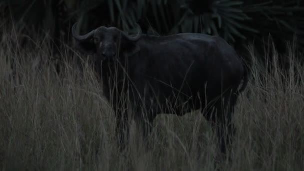 Slow motion of African water buffalo with bird on his back nighttime in prairie.. - Кадри, відео