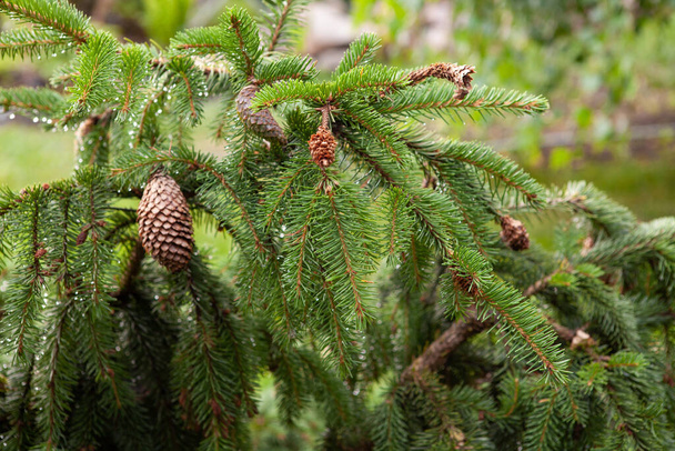 Close up of Lucky strike evergreen tree with green needles and water drops after the rain. Slow-growing, evergreen tree with a dense, rather open, pyramidal habit and horizontal or upright branches. - Photo, Image