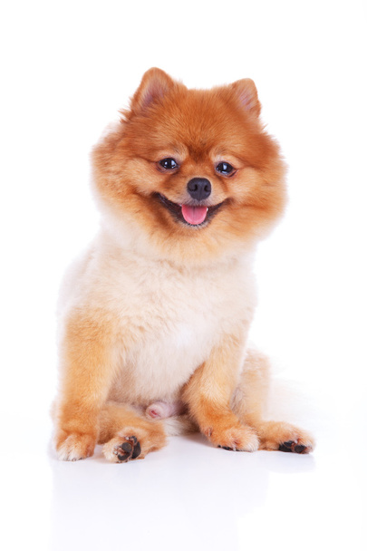 Pomeranian σκύλος καστανά κοντά μαλλιά - Φωτογραφία, εικόνα