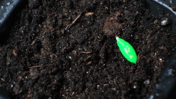 Growing cucumbers from seeds. Step 3 - Planting seeds in the soil. - Footage, Video