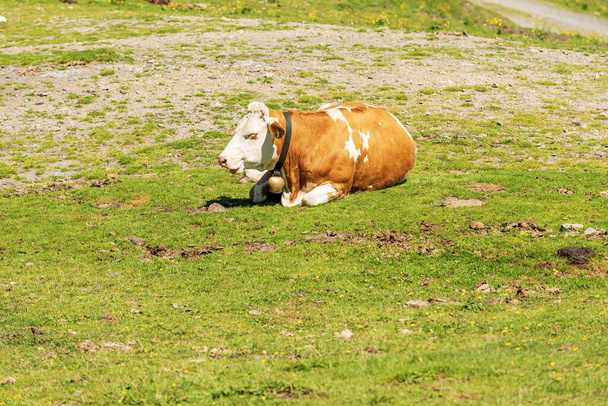 Brown and white dairy cow with cowbell on a mountain pasture, green meadow, profile view. Carnic Alps, Austria, Feistritz an der Gail municipality, Carinthia, central Europe.  - Fotografie, Obrázek