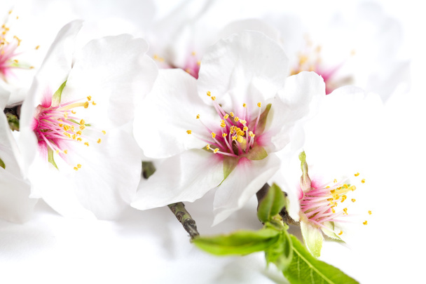 Flores de amêndoa
 - Foto, Imagem