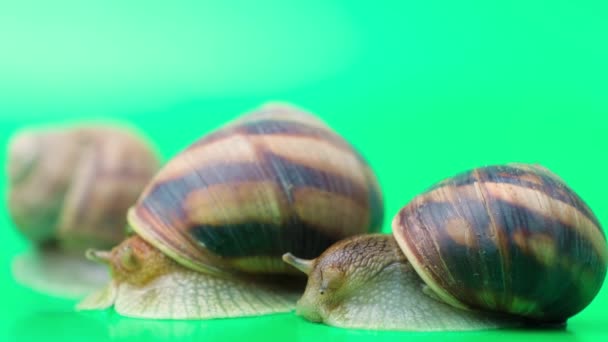 Helix pomatia snails stretch their antennae sitting on a green background - Filmagem, Vídeo