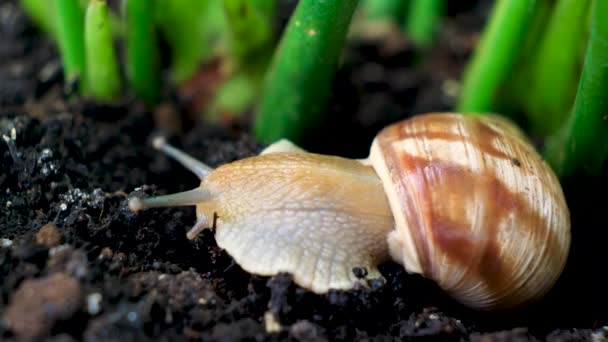 The Roman grape snail crawls on the ground in the grass and wiggles its antennae in nature - Felvétel, videó