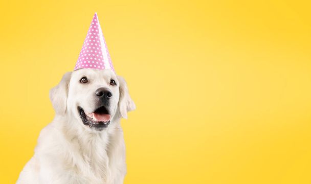Happy Birthday party. Funny labrador dog wearing birthday hat, sitting isolated on yellow background, panorama with copy space, banner. Pet dog on Birthday day - Valokuva, kuva