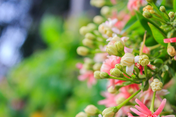 Рангун creeper квіти
 - Фото, зображення