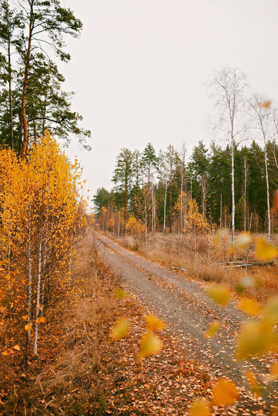Beautiful road with dry leaves in fall forest. Dry grass and golden trees. Autumn vibes, outdoor lifestyle. Hello autumn, thinking and mental health - Foto, Imagem