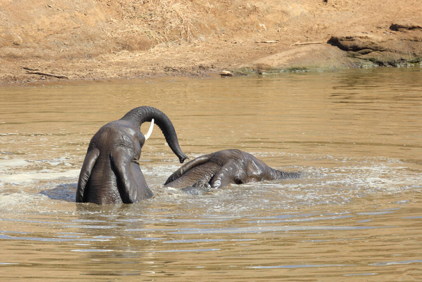 Afrikanischer Elefant im Mphongolo River/ African elephant in Mphongolo River / Loxodonta africana - Φωτογραφία, εικόνα