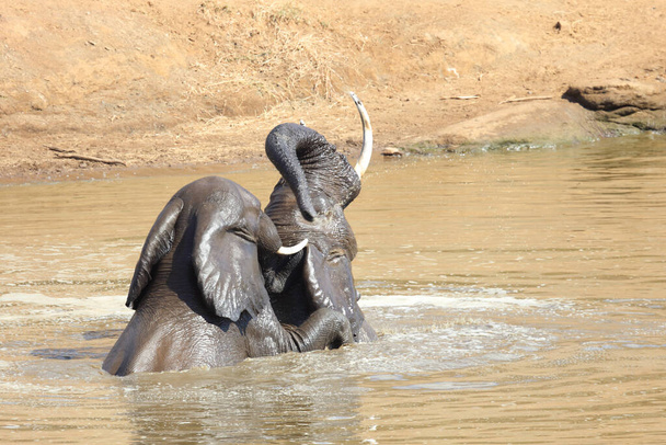 Afrikanischer Elefant im Mphongolo River/ African elephant in Mphongolo River / Loxodonta africana - Foto, immagini