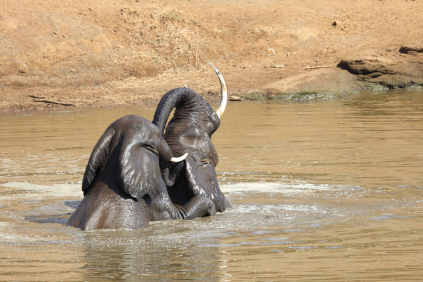 Afrikanischer Elefant im Mphongolo River/ African elephant in Mphongolo River / Loxodonta africana - Foto, imagen