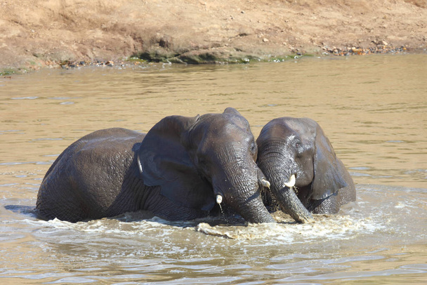 Afrikanischer Elefant im Mphongolo River/ African elephant in Mphongolo River / Loxodonta africana - Фото, изображение