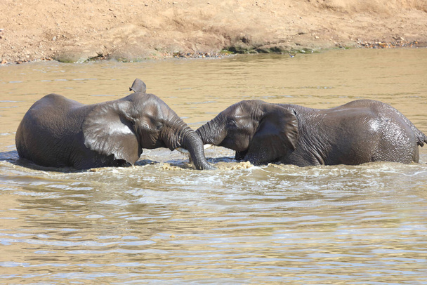 Afrikanischer Elefant im Mphongolo River/ African elephant in Mphongolo River / Loxodonta africana - Φωτογραφία, εικόνα