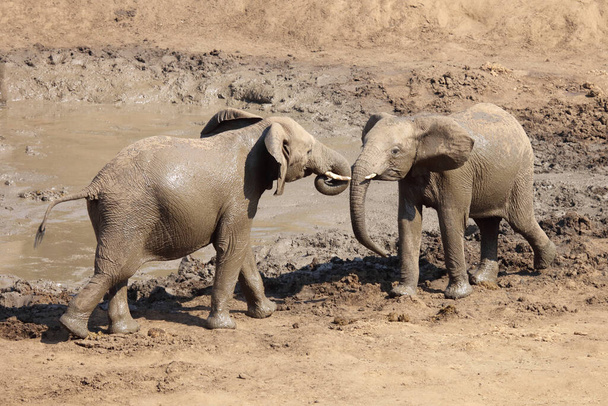 Afrikanischer Elefant im Mphongolo River/ African elephant in Mphongolo River / Loxodonta africana - Photo, Image
