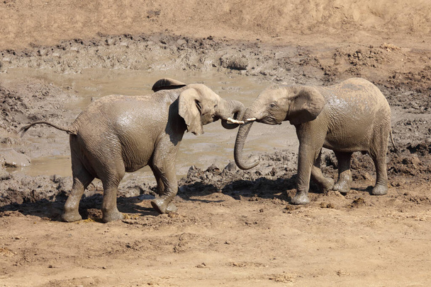 Afrikanischer Elefant im Mphongolo River/ African elephant in Mphongolo River / Loxodonta africana - Fotó, kép