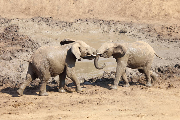 Afrikanischer Elefant im Mphongolo River/ African elephant in Mphongolo River / Loxodonta africana - Fotó, kép