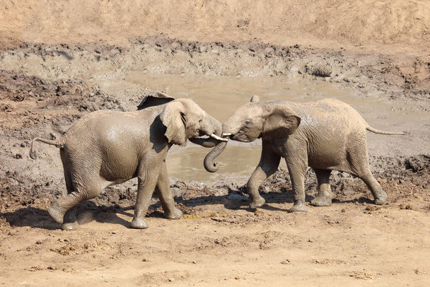 Afrikanischer Elefant im Mphongolo River/ African elephant in Mphongolo River / Loxodonta africana - Photo, Image