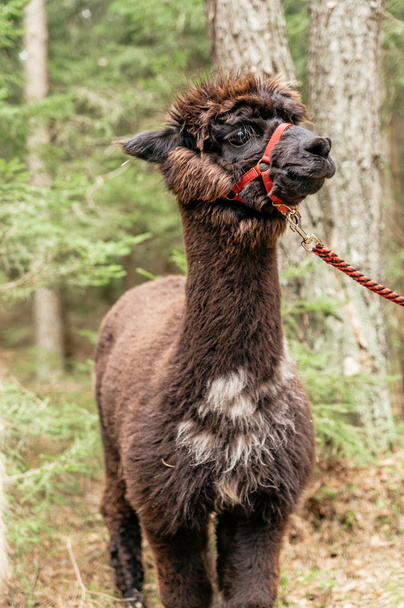 Joven alpaca esponjosa con rienda
 - Foto, Imagen