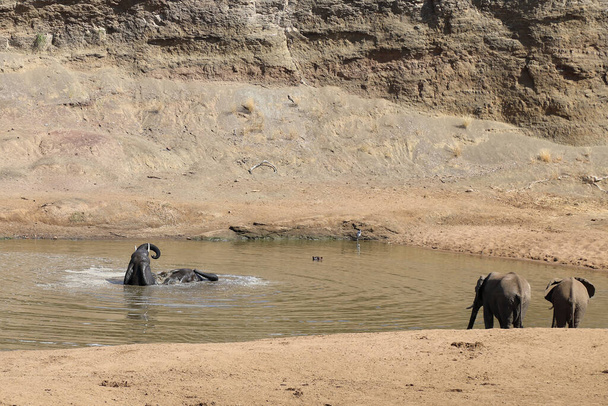 Afrikanischer Elefant im Mphongolo River/ African elephant in Mphongolo River / Loxodonta africana - Foto, imagen