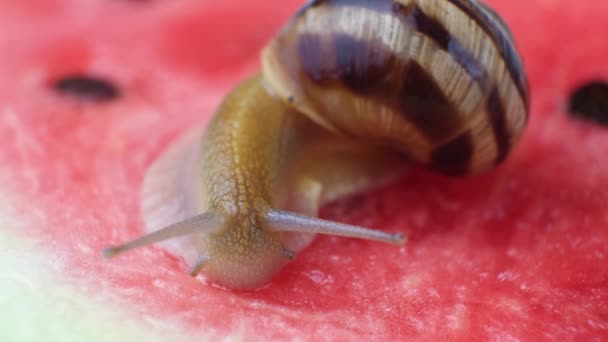 The large snail Helix pomatia crawls on a watermelon and drinks watermelon juice. - Felvétel, videó