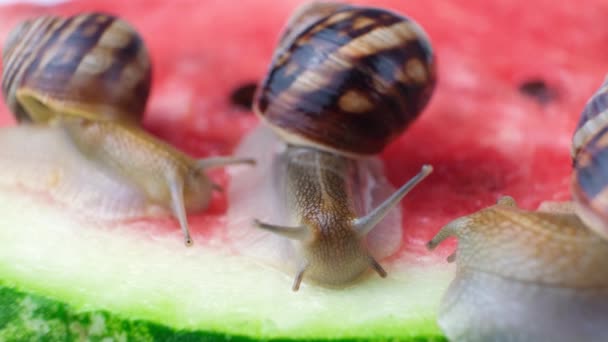 Three helix pomatia snails sit on a watermelon and eat it - Кадры, видео