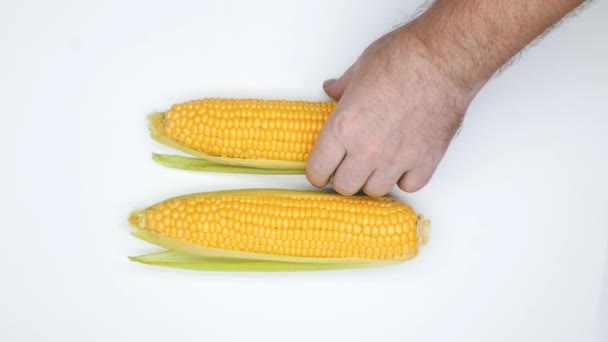 Las manos toman maíz sobre el fondo blanco. Aislado. Un hombre cosechando maíz en la mazorca con hojas verdes y cáscaras. Maíz fresco para cocinar. Comida saludable. De cerca. Vista superior - Imágenes, Vídeo