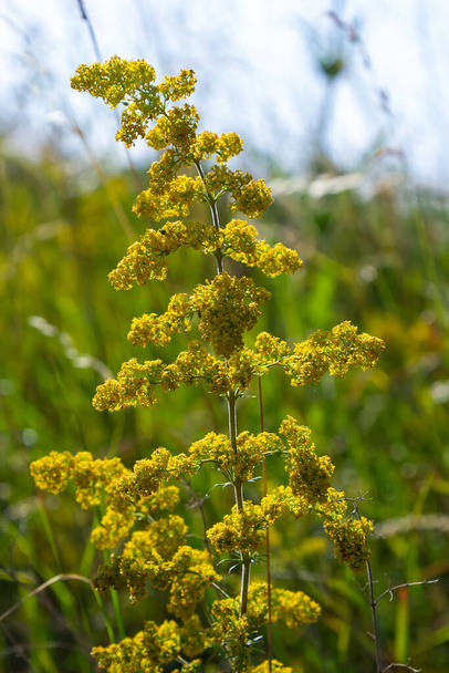 Galium verum is a herbaceous perennial plant of the family Rubiaceae. Flowering meadow, fragrant, honey plants. - Photo, Image