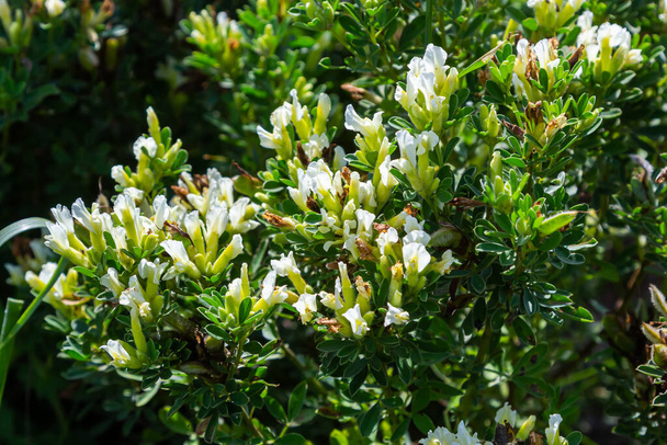 In the spring Chamaecytisus ruthenicus blooms in the wild. - Photo, Image