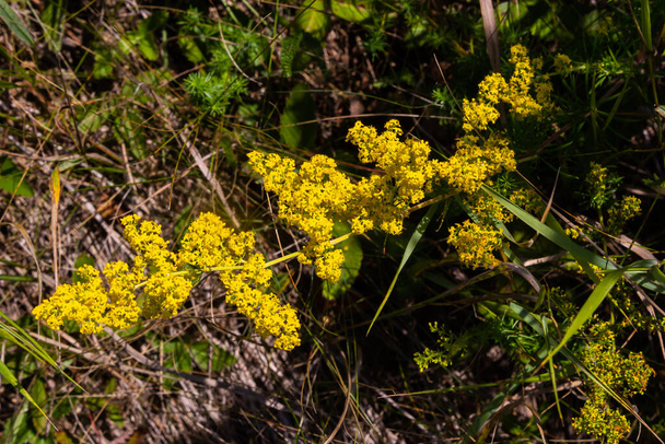 開花した牧草地、ガリウム・ヴェルム、女性のベッドストローまたは黄色のベッドストロー。Galum verumは草本多年生植物です。健康な植物. - 写真・画像