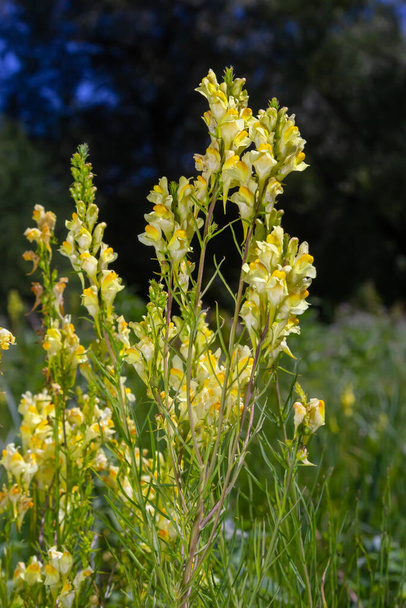 Льняное семя или дикий ледяной дракон Linaria vulgaris является лекарственной травой. Соцветие полевых цветов. - Фото, изображение