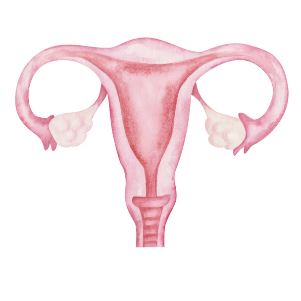 Акварельна ілюстрація ручної розфарбованої рожевої абстрактної анатомічної схеми здорових жінок органів репродуктивної системи. Ізольовані на білому кліпі арт-елемента. Варення, матка, вагіна, маткові труби, шийка матки
 - Фото, зображення