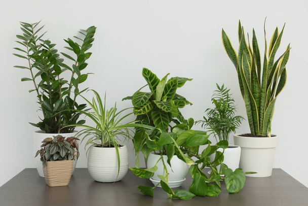 Many different beautiful house plants on wooden table near white wall - Fotografie, Obrázek
