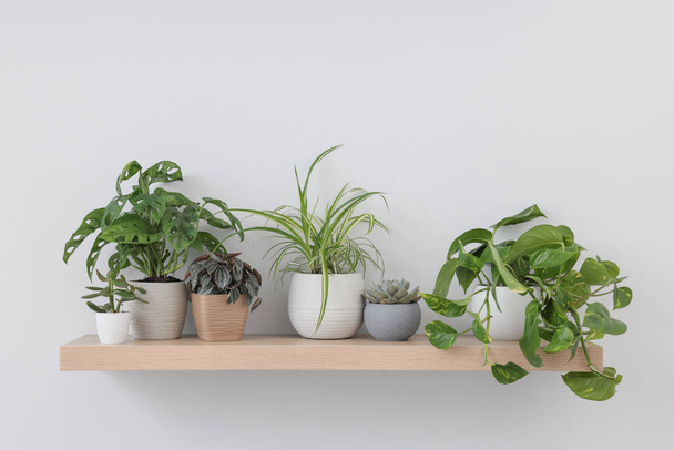 Wooden shelf with beautiful houseplants on light wall - Foto, Bild