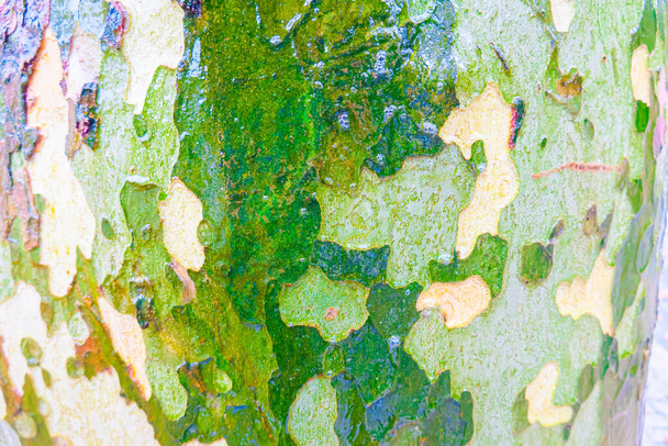Wet sycamore tree trunk camo patterns - Photo, Image
