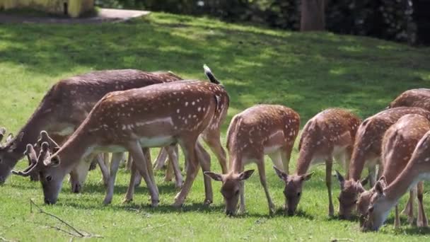 夏に緑の草原で落ちる鹿の家族(ダマ)) - 映像、動画