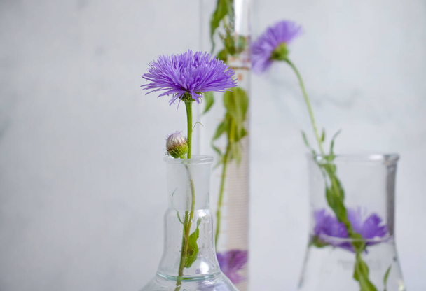 Laboratory flask, flower on a light background - Valokuva, kuva