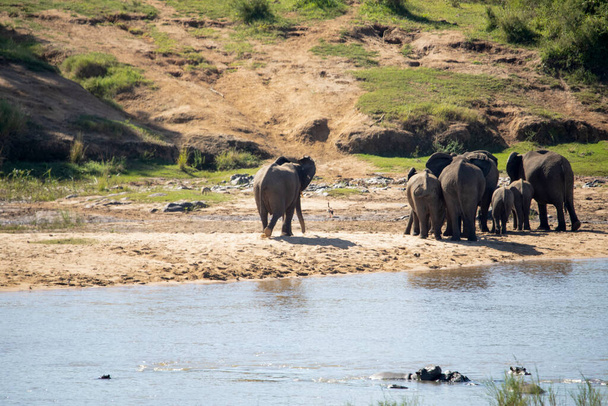 Community of African elephants in the African savannah at the edge of a lake to cool off with water. - Valokuva, kuva