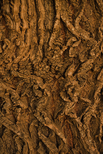 Natural tree trunk texture. Copy space for text. Rough and veined background in dark brown. Vertical image. Abstract - Fotó, kép