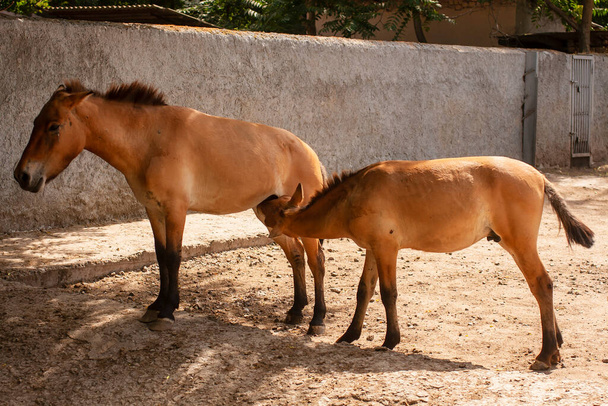 Przewalski's horses (Equus ferus przewalskii or Equus przewalskii) in the Odessa Zoo, Ukraine. Also called the takhi, Mongolian wild horse or Dzungarian horse. The foal is fed by the mother - Foto, afbeelding